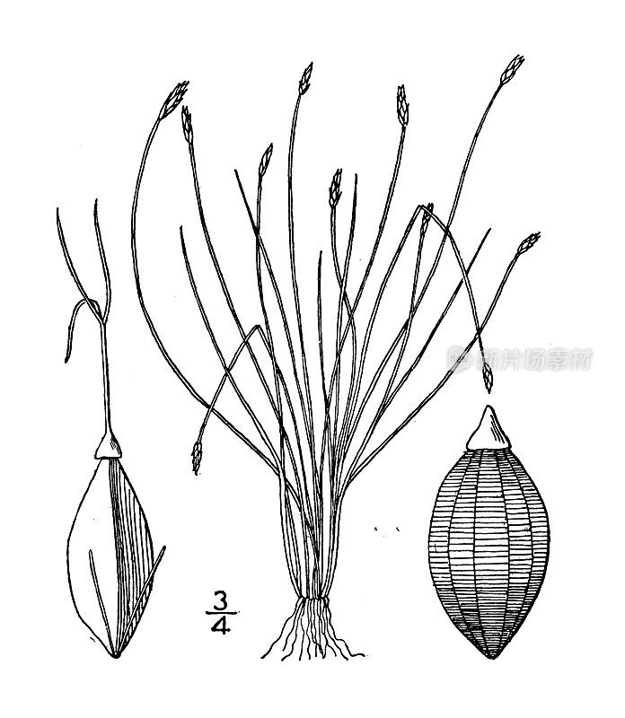 古植物学植物插图:Eleocharis acicularis, Needle Spike rush